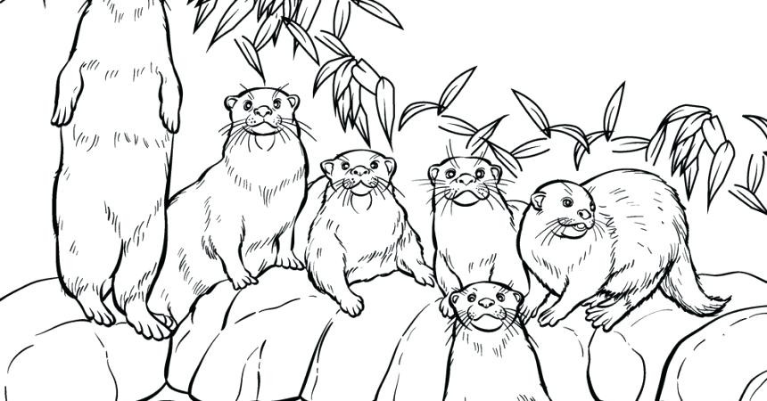 860x450 Fresh Collection Of River Otter Coloring Pages Free Coloring