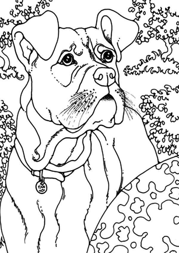 600x847 Boxer Dog Play Outside Coloring Pages Best Place To Color