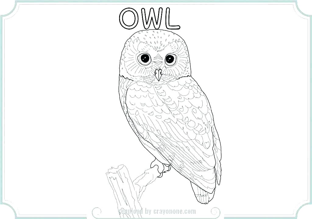 1024x720 Owl Printable Coloring Pages Owl Printable Coloring Pages Owl Owl