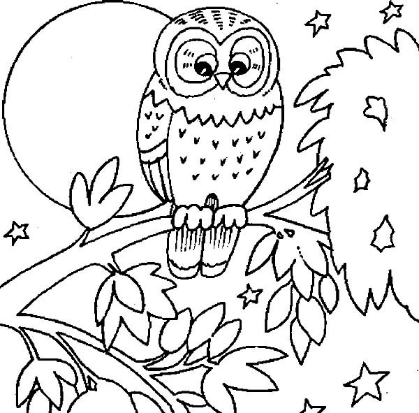 600x591 Perfe Beautiful Free Owl Coloring Pages