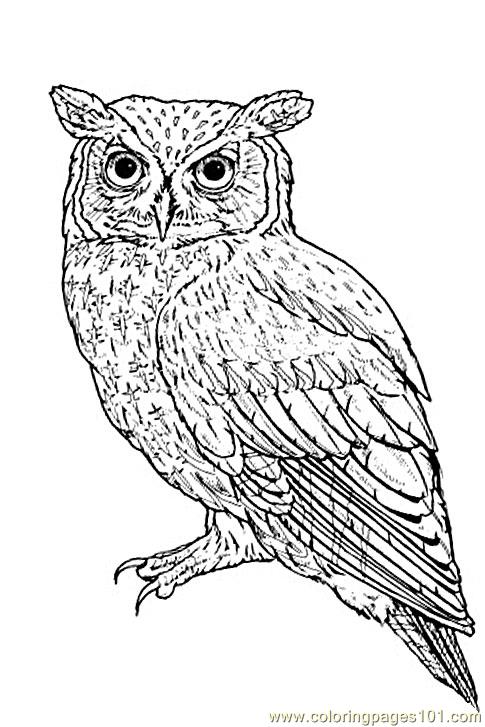 485x727 Realistic Owl Coloring Pages Eastern Owl Coloring Page Free Owl