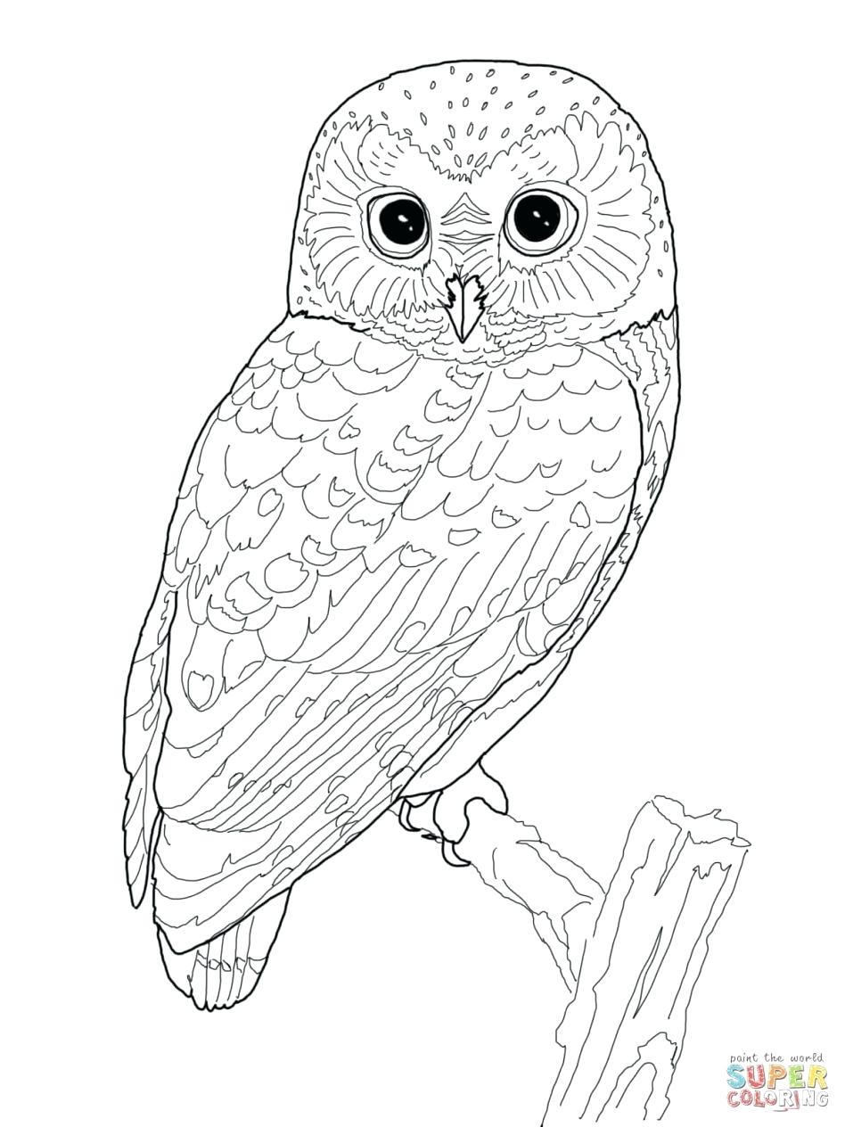 948x1264 Edge Snowy Owl Coloring Page High Tech Pictures To Print Pages