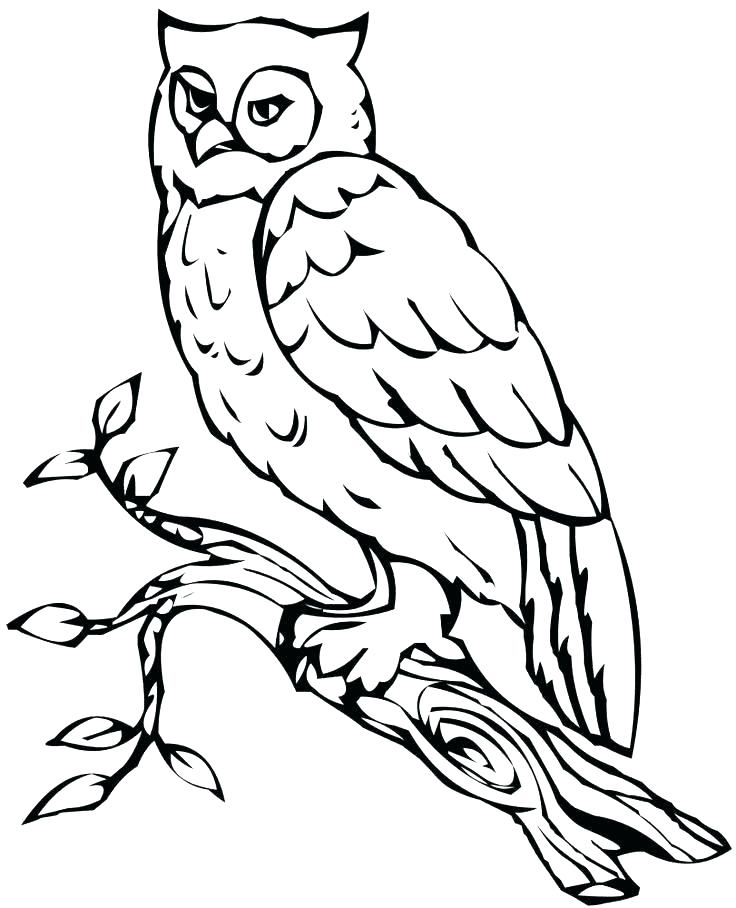 736x908 Cute Owl Coloring Pages