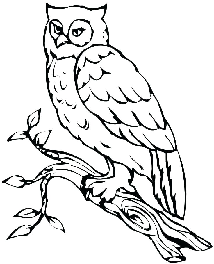 736x908 Printable Owl Coloring Pages Icontent
