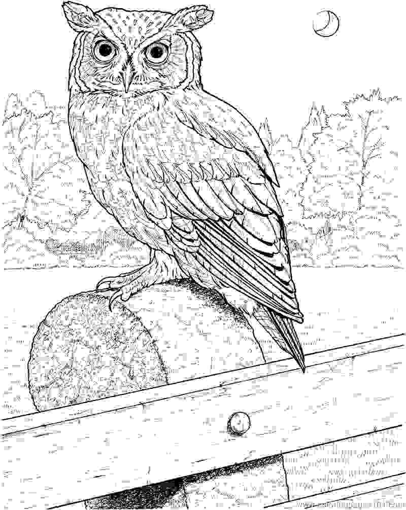 800x1006 Image For Spesial Nature Great Horned Owl Coloring Pages And Draw