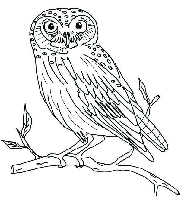 600x665 Lovely Owl Coloring Pages For Kids And Owl The Little Owl Coloring