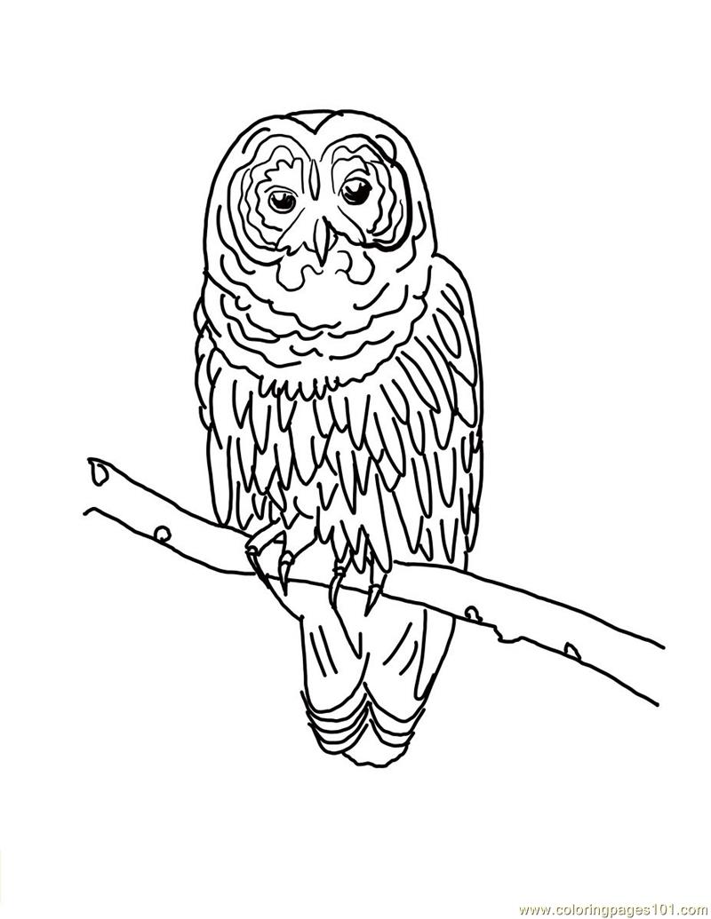 800x1035 Owl Coloring Page