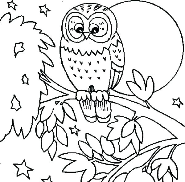 600x591 Owl Coloring Pages For Kids