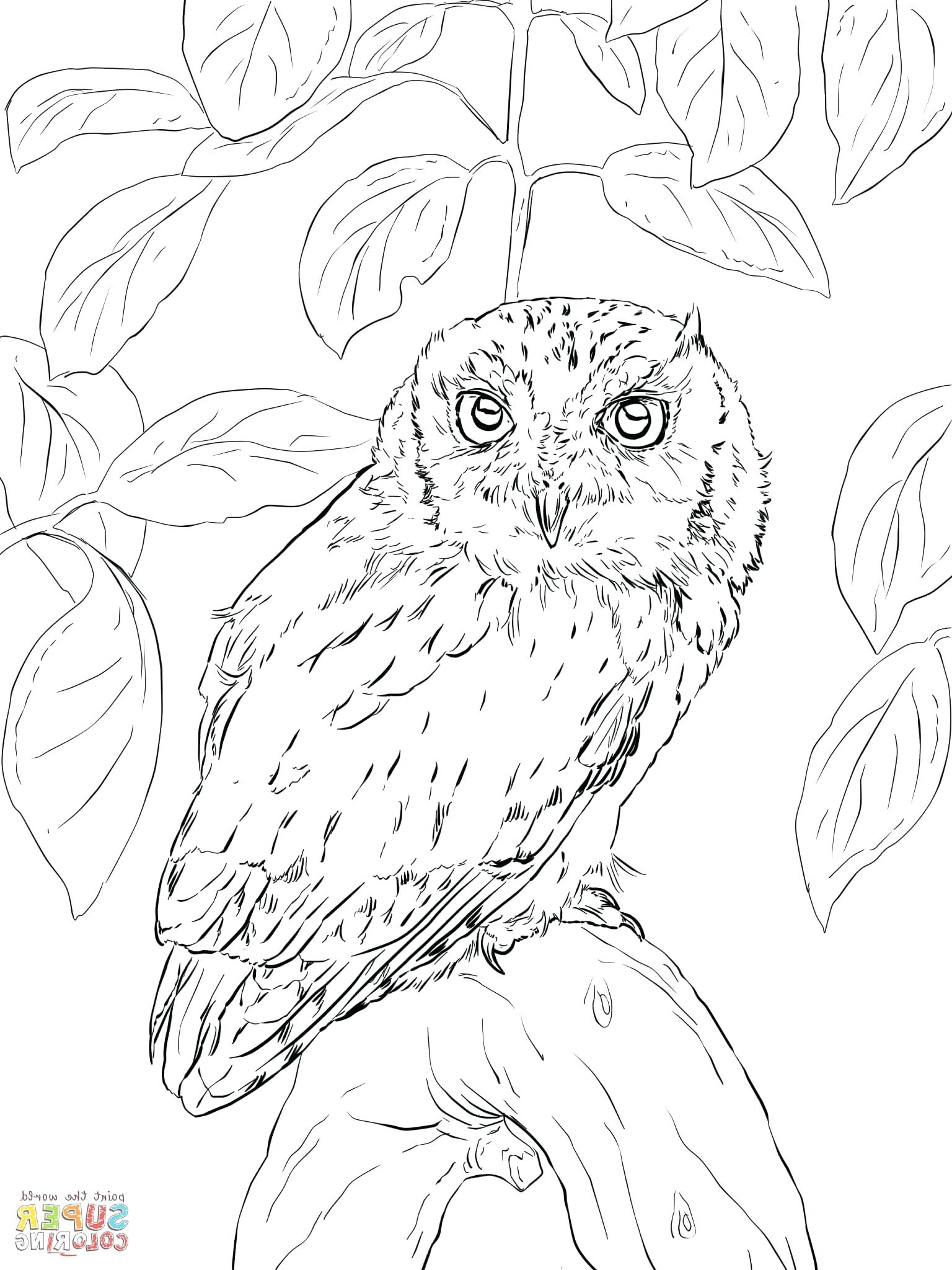 1536x2048 New Coloring Pages Coloring Pages Owls Preschool Coloring Pages