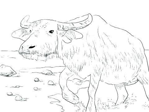 480x360 Ox Coloring Page Buffalo Coloring Page Buffalo Coloring Pages Ox