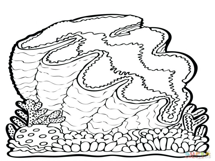 Oyster Coloring Page at GetDrawings | Free download