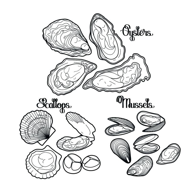 800x800 Oyster Animal Coloring Pages Oysters And Scallops Drawn In Line