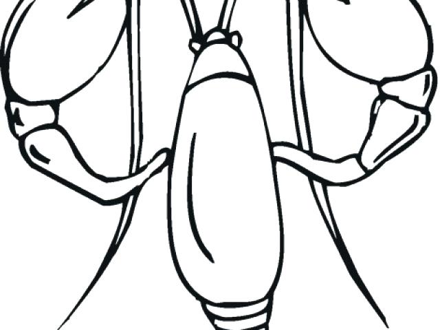 640x480 Lobster Coloring Page Oyster Shell Coloring Page Open Clam