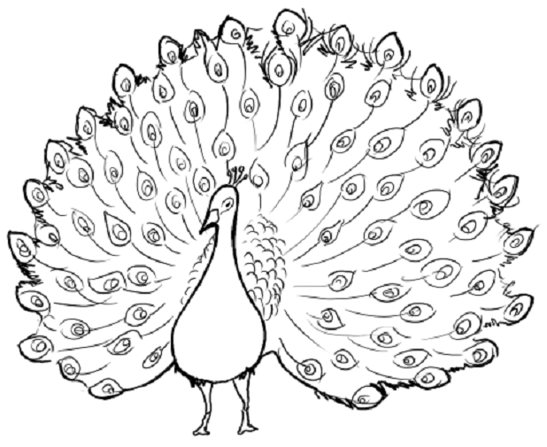618x505 Delighted Pictures Of Peacocks To Color Beautiful Peacock Coloring
