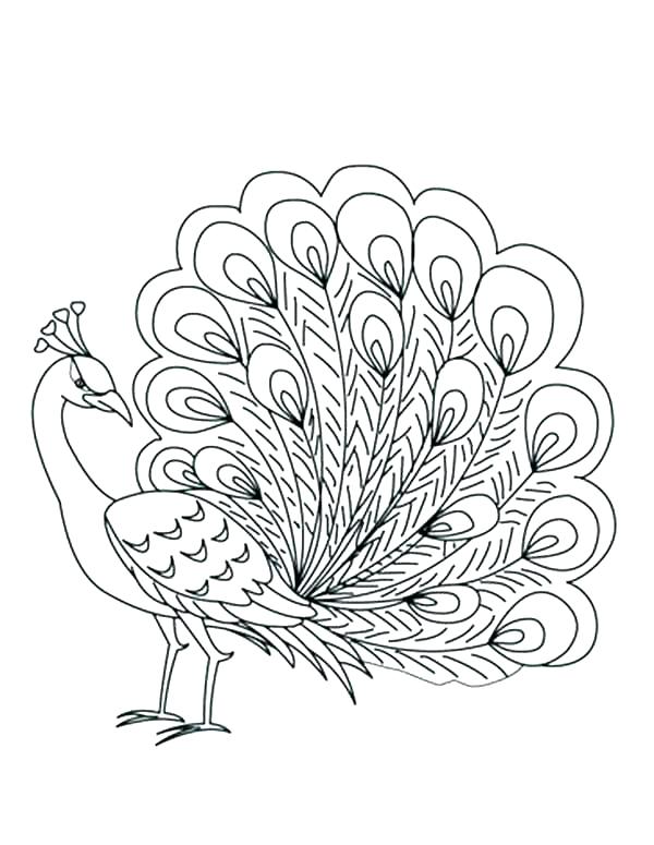 600x775 Peacock Color Pages Peacock Color Pages Peacock Color Pictures