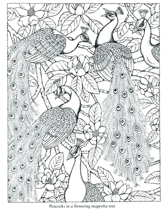 576x730 Peacock Coloring Sheet As Well As Peacock Coloring Sheet Beautiful