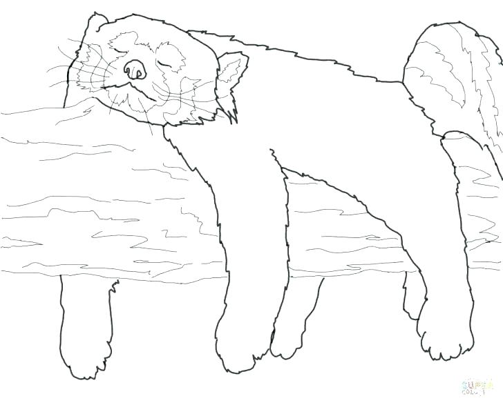 728x587 Outline Of A Panda Pajama Coloring Sheets Red Panda Coloring Pages
