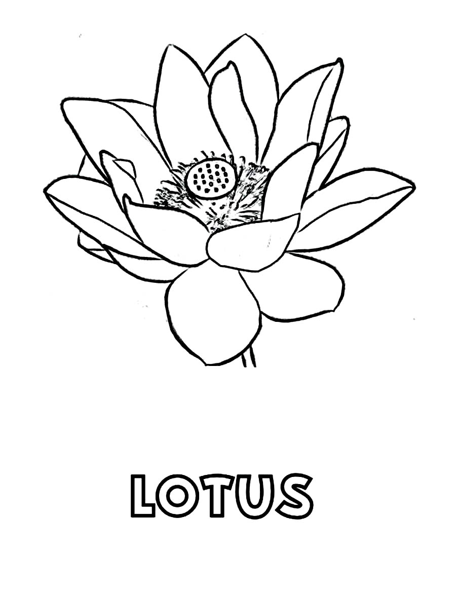 900x1164 Free Printable Lotus Coloring Pages For Kids