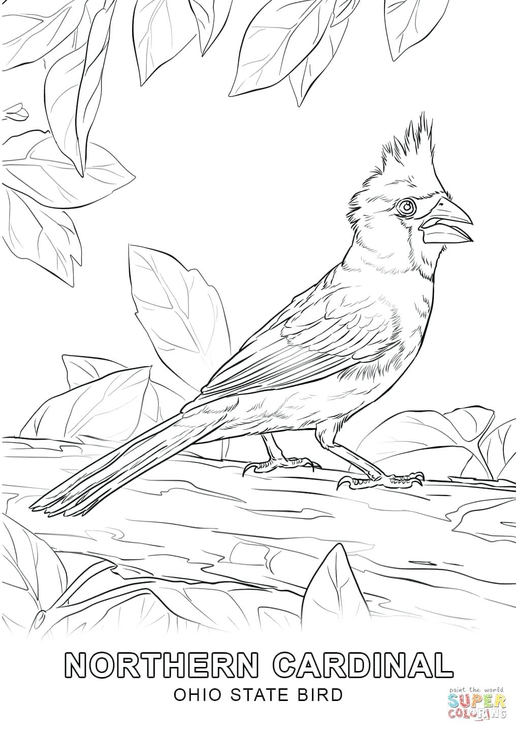 1020x1440 Pakistan Flag Coloring Page State Bird Free Printable Pages Within