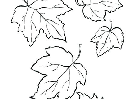 440x330 Leaf Coloring Pictures Leaves Coloring Pages Printable Free