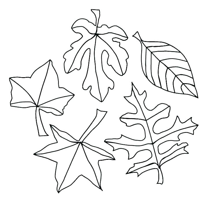 720x699 Holly Leaves Coloring Pages Leaves Coloring Pages Palm Leaf
