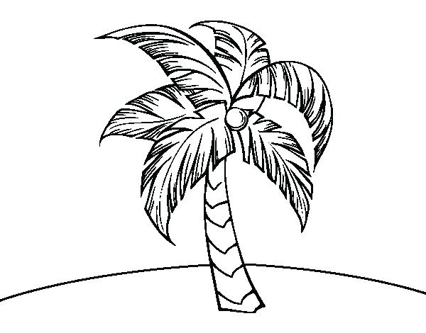 600x470 Palm Tree Coloring Page