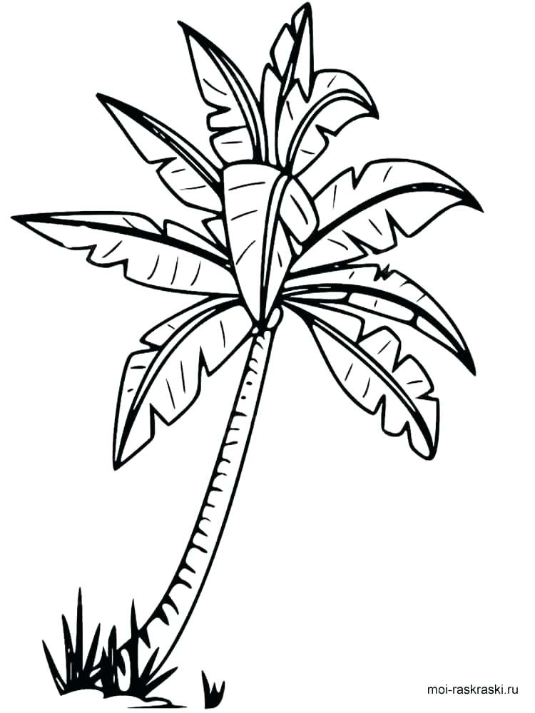 750x1000 Drawing A Palm Tree Palm Tree Branches Coloring Pages For Kids