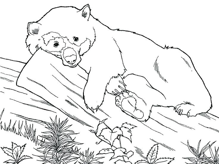 736x551 Bear Coloring Pages Printable Panda Bear Coloring Pages The Best