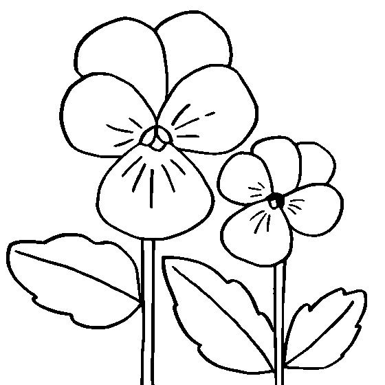 560x560 Coloring Pages Pansy, Printable For Kids Adults, Free To Download