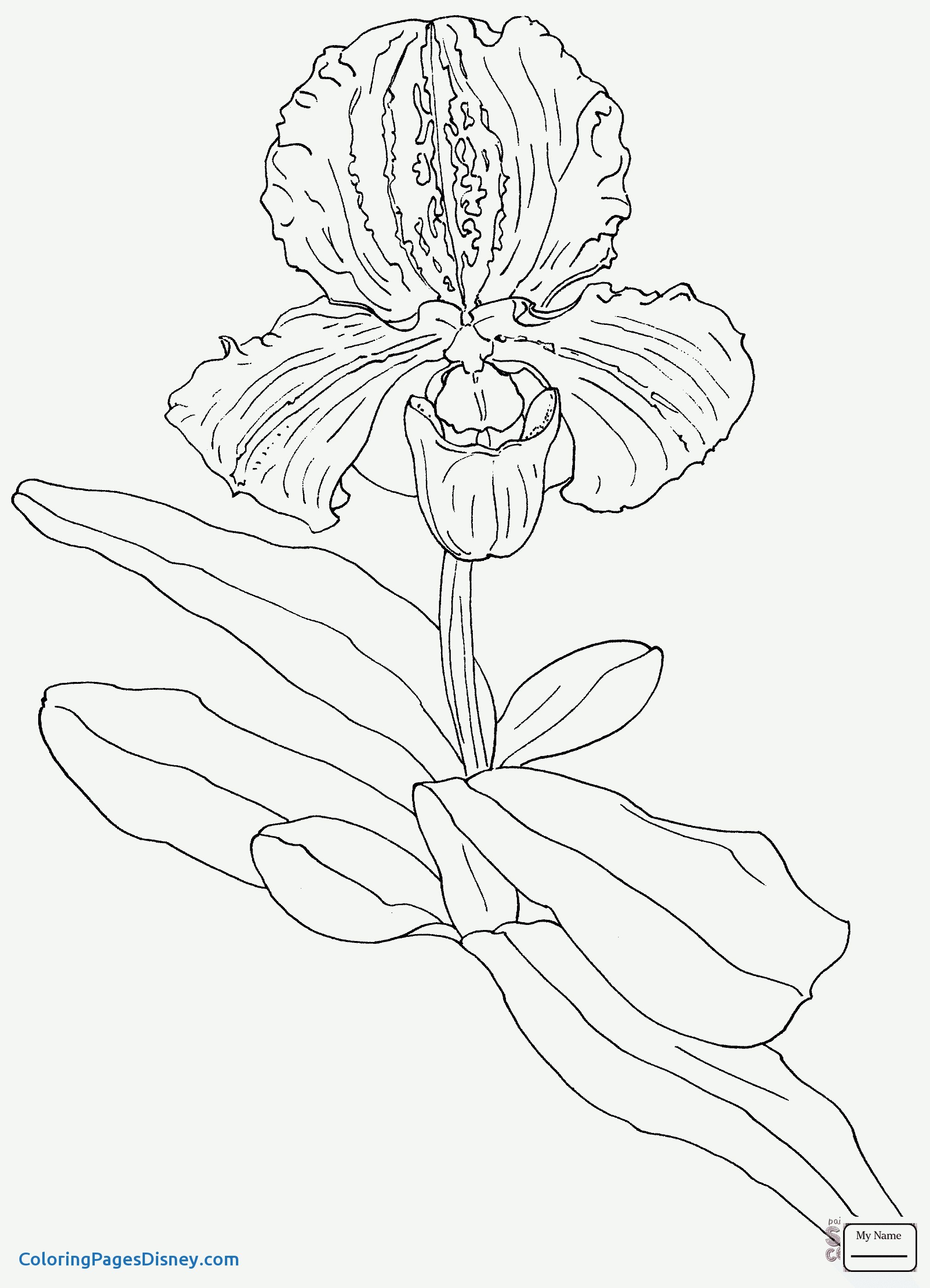 2022x2799 Pansy Coloring Pages Elegant Fancy Orchid Coloring Pages