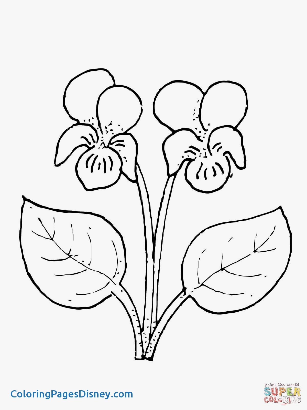 1200x1600 Pansy Coloring Pages Inspirational Violet Flower Super Coloring