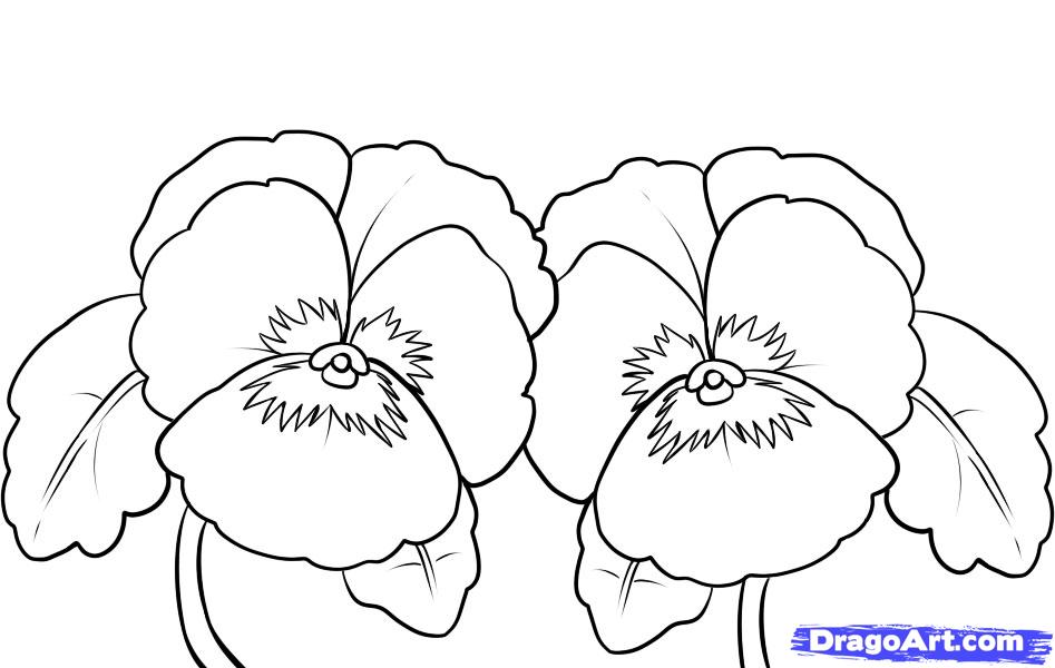 947x600 Pansy Coloring Pages