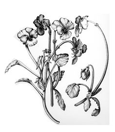 236x269 Eagle Coloring Pages Here Are Some More Pages For The Youngsters