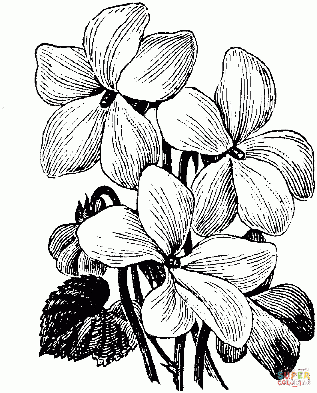 1110x1374 Free Coloring Pages Of Flowers Violets Images Drawings Pansy