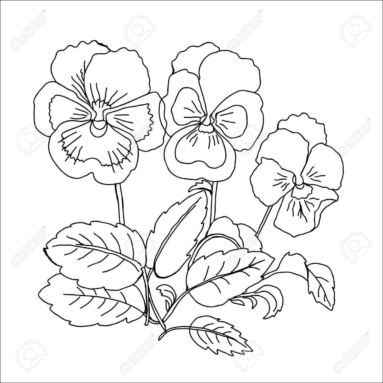 1300x1300 Black And White Pansy Clipart