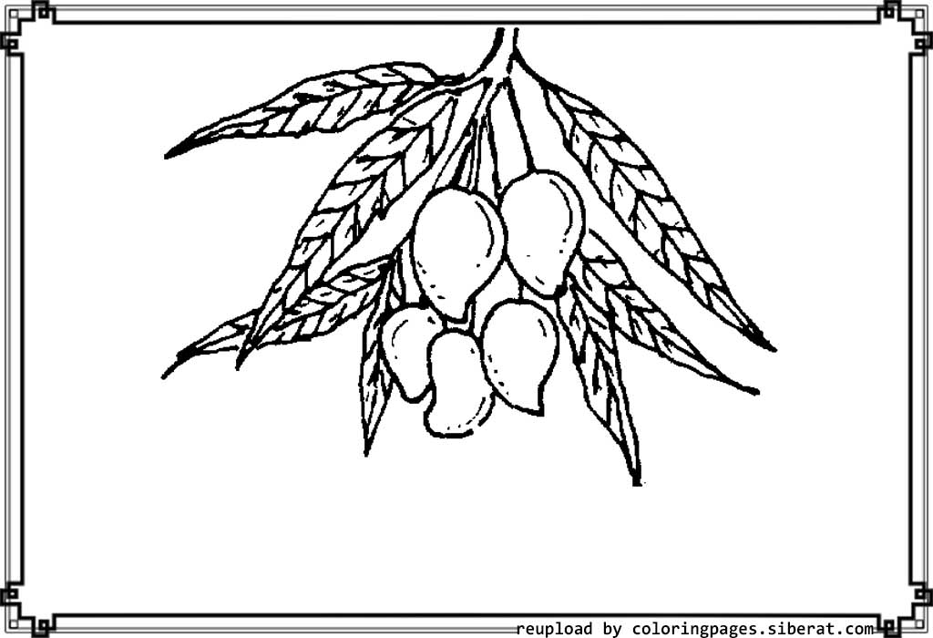 1024x700 Mango Coloring Page