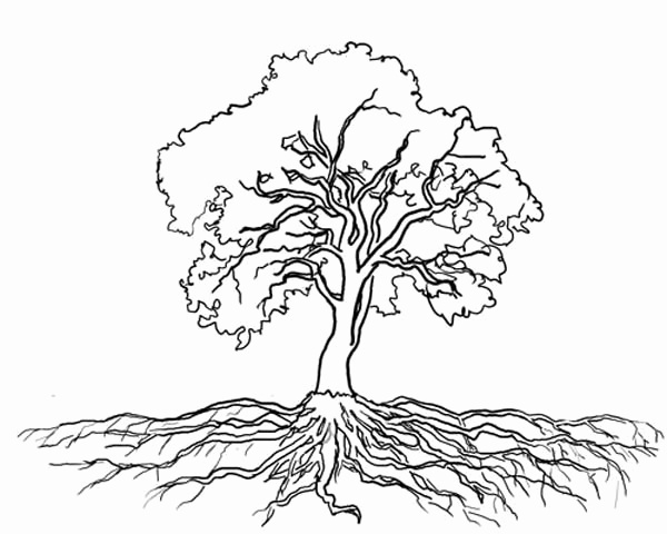 600x480 Olive Tree Coloring Page Beautiful Tree With Roots Coloring Page