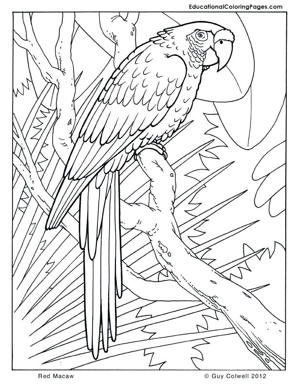 612x792 Coloring Pages Bird Of Paradise Adult Coloring Pages Birds Flowers