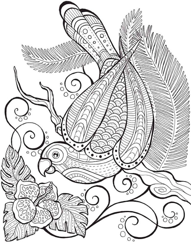 750x961 Dover Birds Of Paradise Coloring Page Coloring Pages