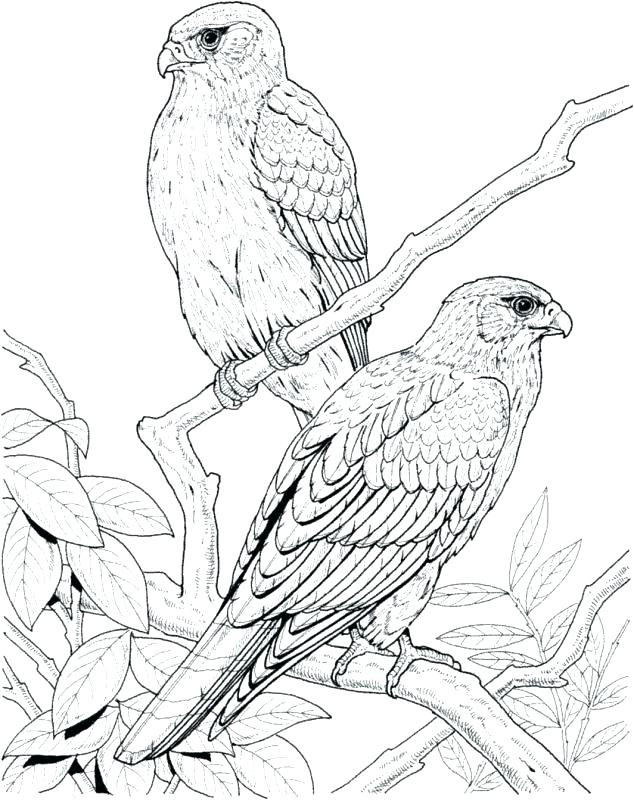 634x800 Peregrine Falcon Coloring Page Coloring Pages Bird Coloring Pages