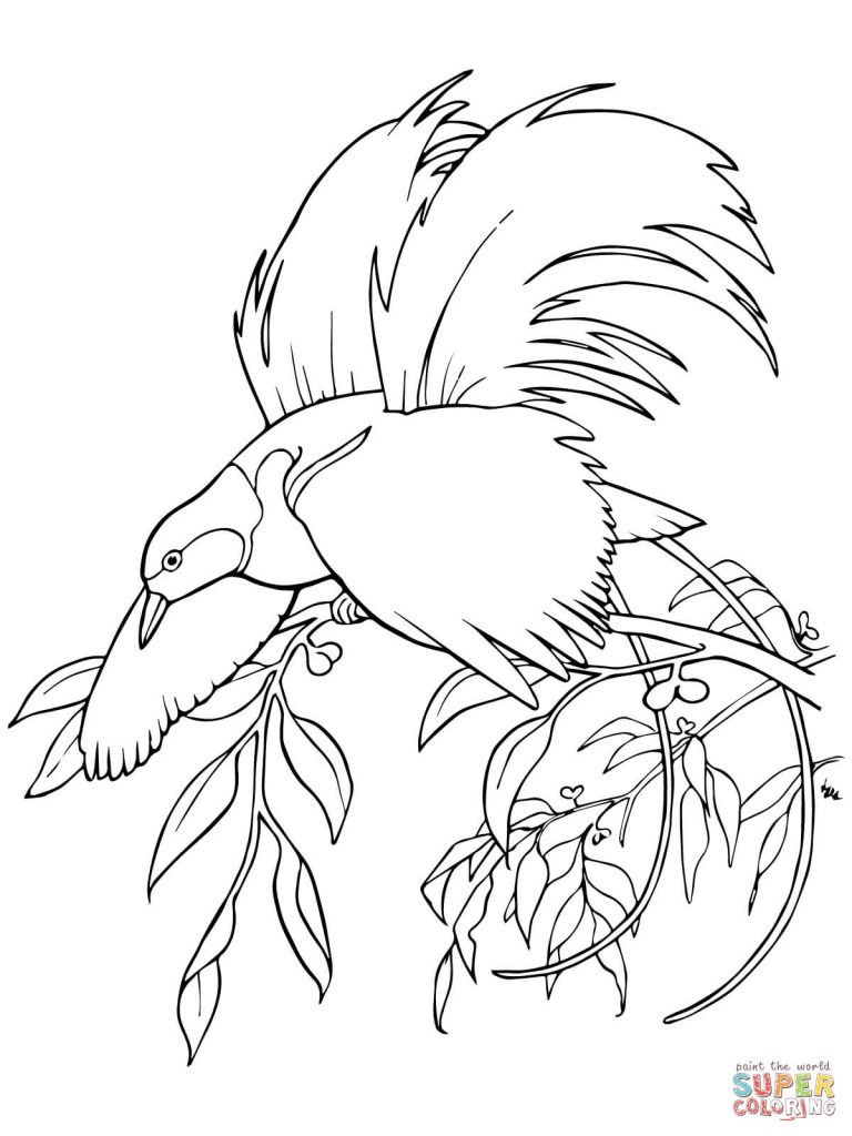 768x1024 Special Bird Of Paradise Coloring Page Greater For Animal Art