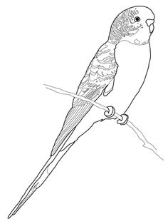 236x314 Parakeet, Beautiful Parakeet And Flower Coloring Page Sketches