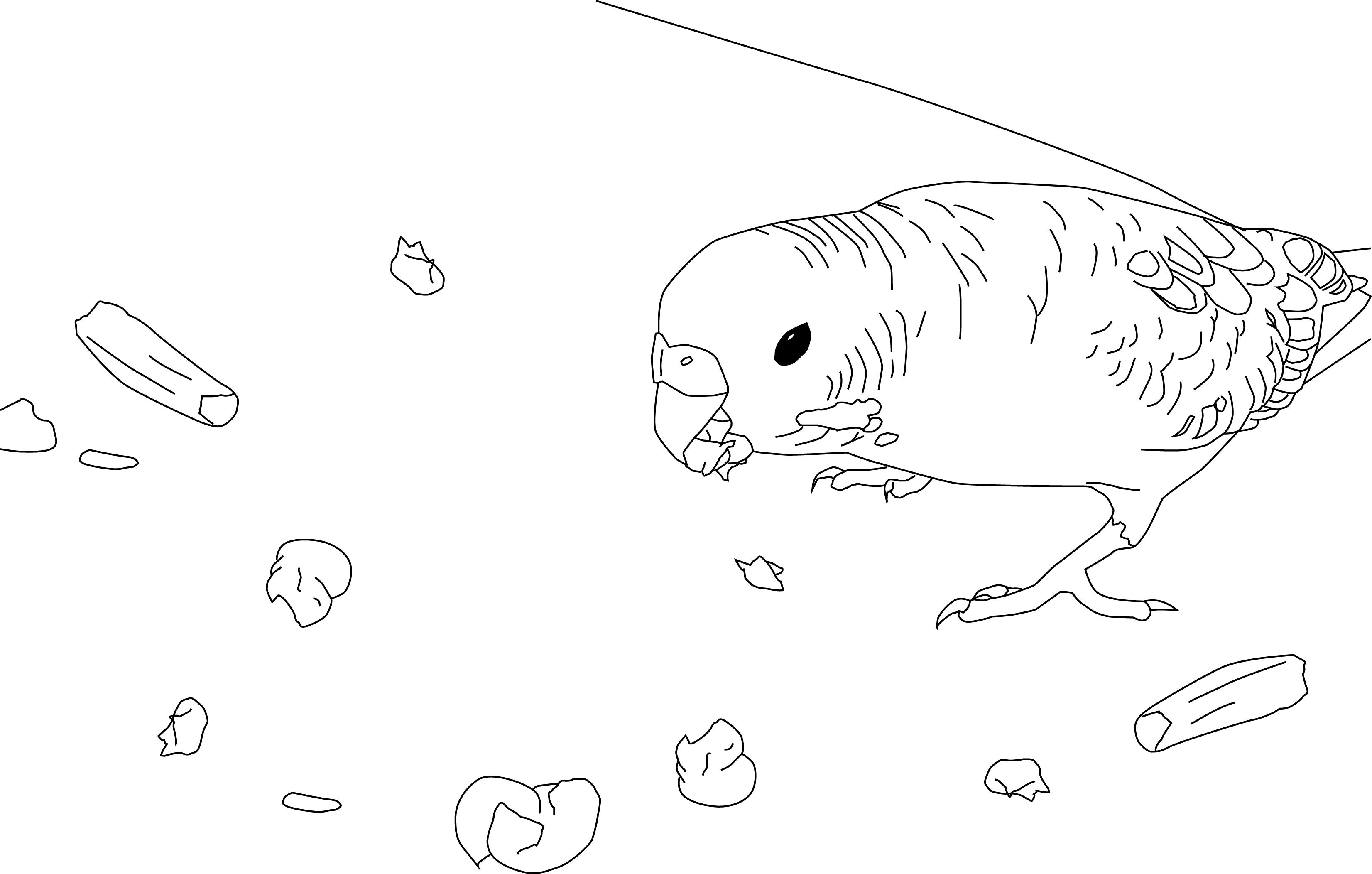 3304x2104 Parakeet Coloring Pages Parakeet Parakeets