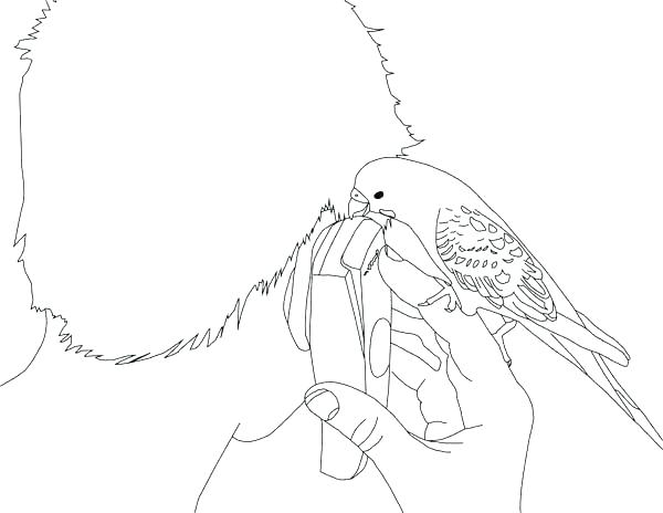 600x464 Parakeet Coloring Pages Budgie Parakeet Parrot Adult Coloring Book