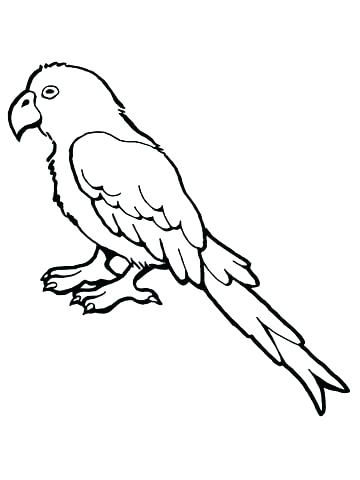 360x480 Parakeet Coloring Pages Coloring Free Parakeet Coloring Pages