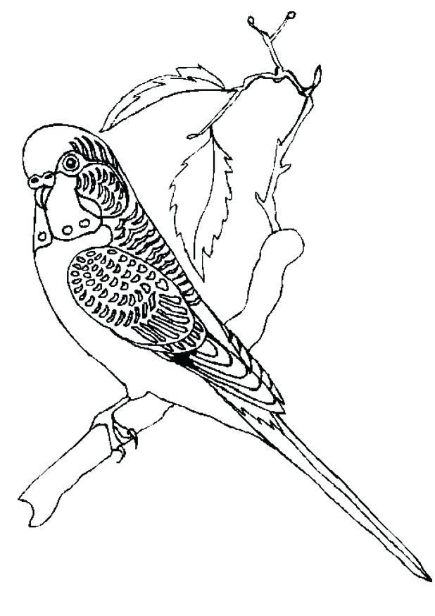 618x874 Parakeet Coloring Pages Pacing Parakeet Birds Coloring Pages