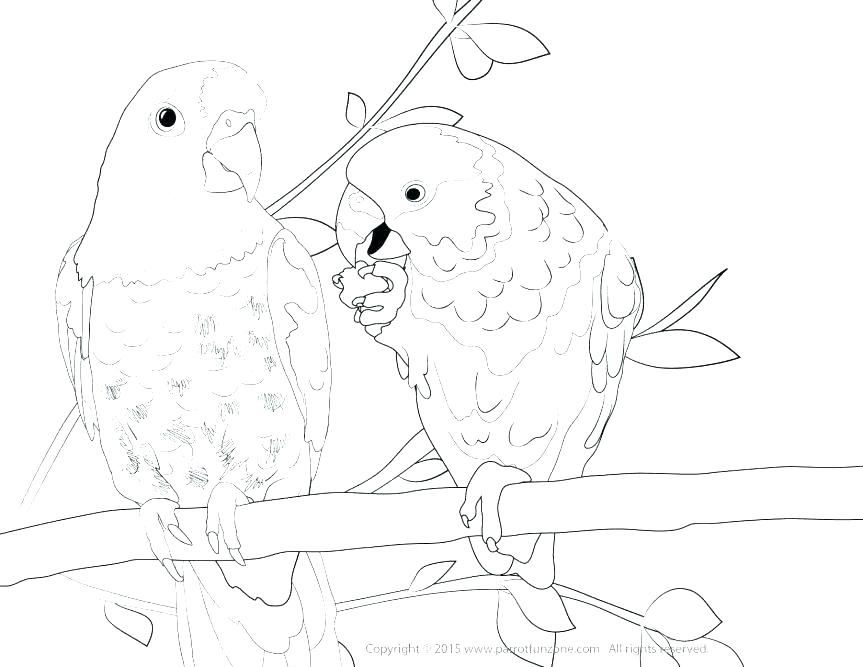 863x667 Parakeet Coloring Pages Parrot Coloring Coloring Pages Of Parrots