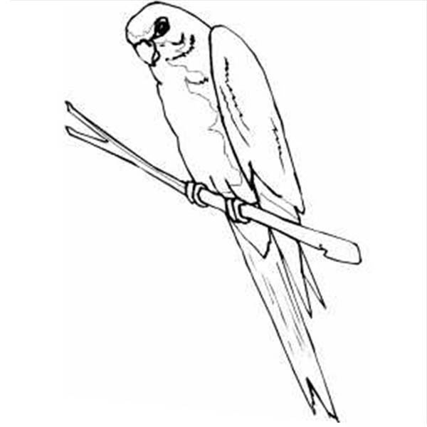600x600 Parakeet Picture Coloring Page Coloring Sun