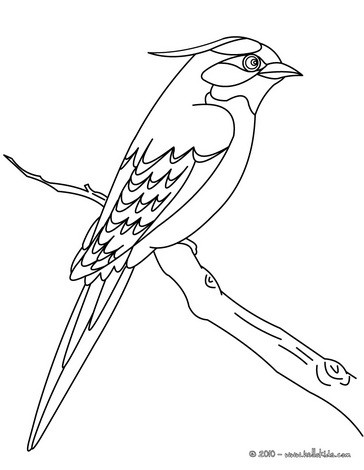 364x470 Parakeet Coloring Pages