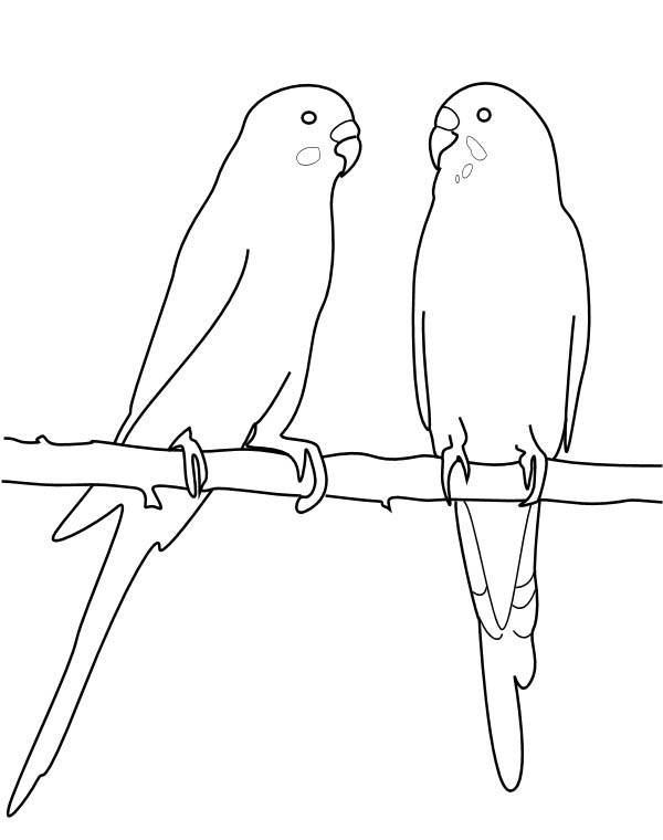 600x760 Two Parakeet Mating Coloring Page Coloring Sun